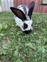 Kaninchen Bock sucht neues Zuhause