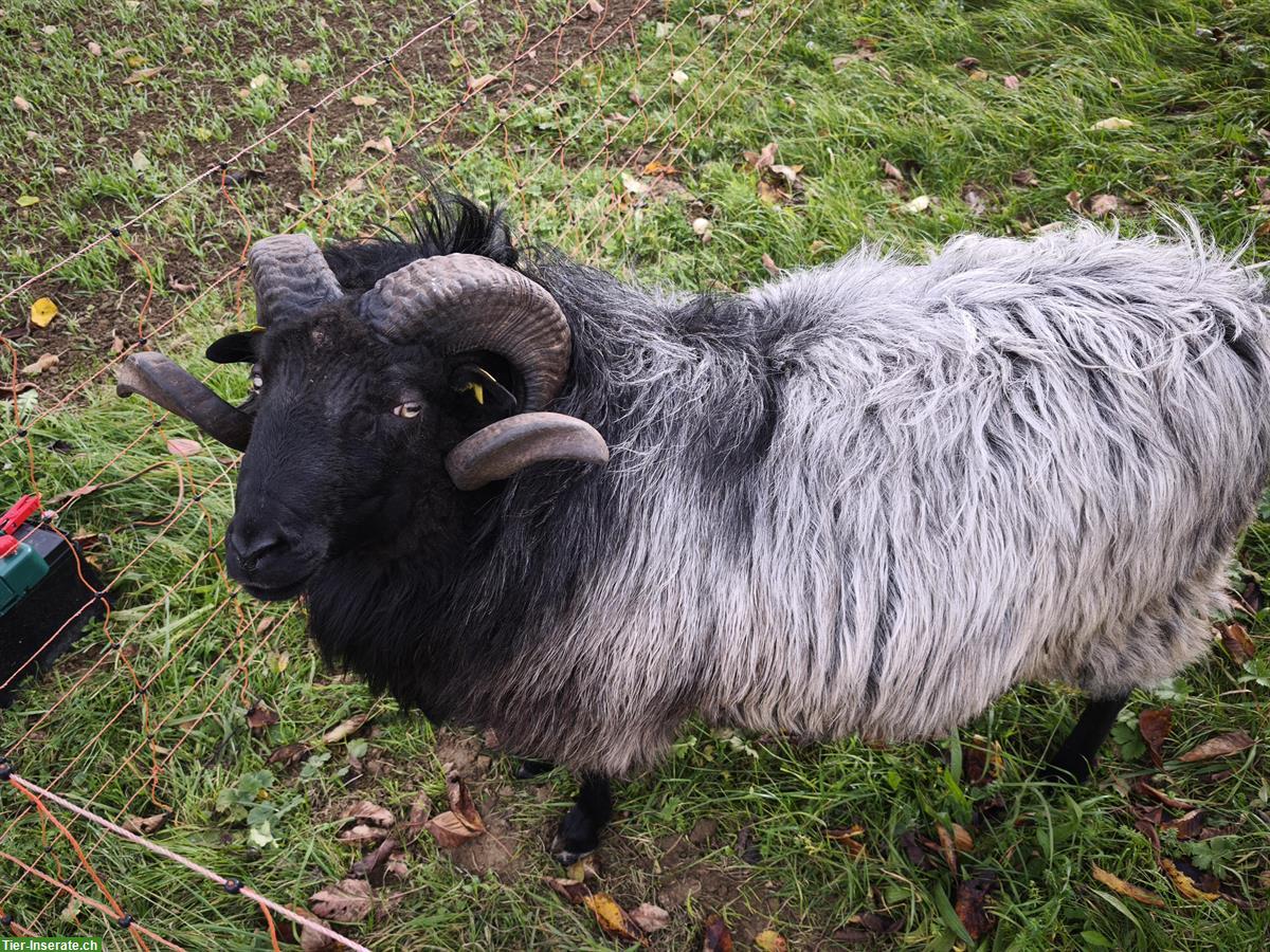 Heidschnuckenbock, bekannt für Zwillingslämmer