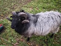 Heidschnuckenbock, bekannt für Zwillingslämmer