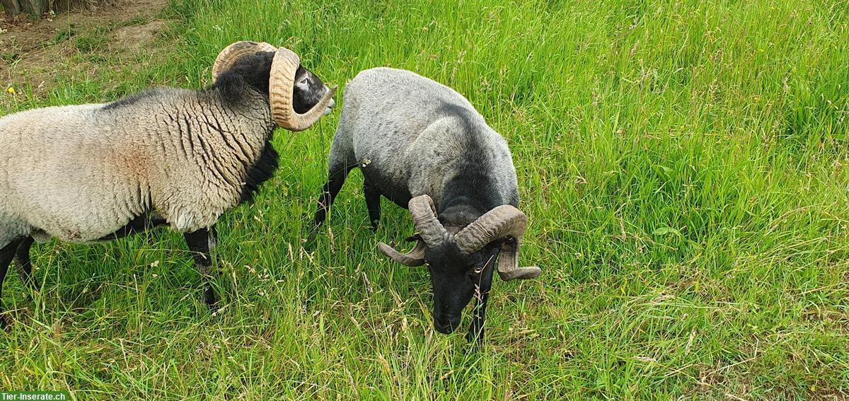 Bild 2: Heidschnuckenbock, bekannt für Zwillingslämmer