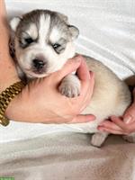 Sibirian Husky Welpen, Rüden