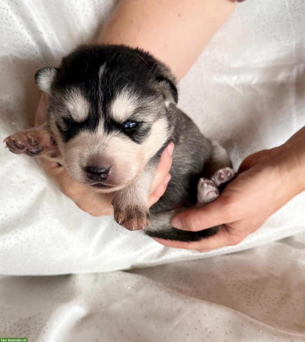 Bild 2: Sibirian Husky Welpen, Rüden