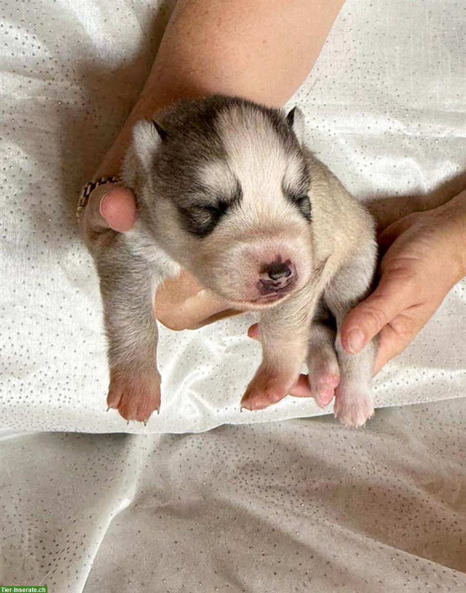 Bild 3: Sibirian Husky Welpen, Rüden