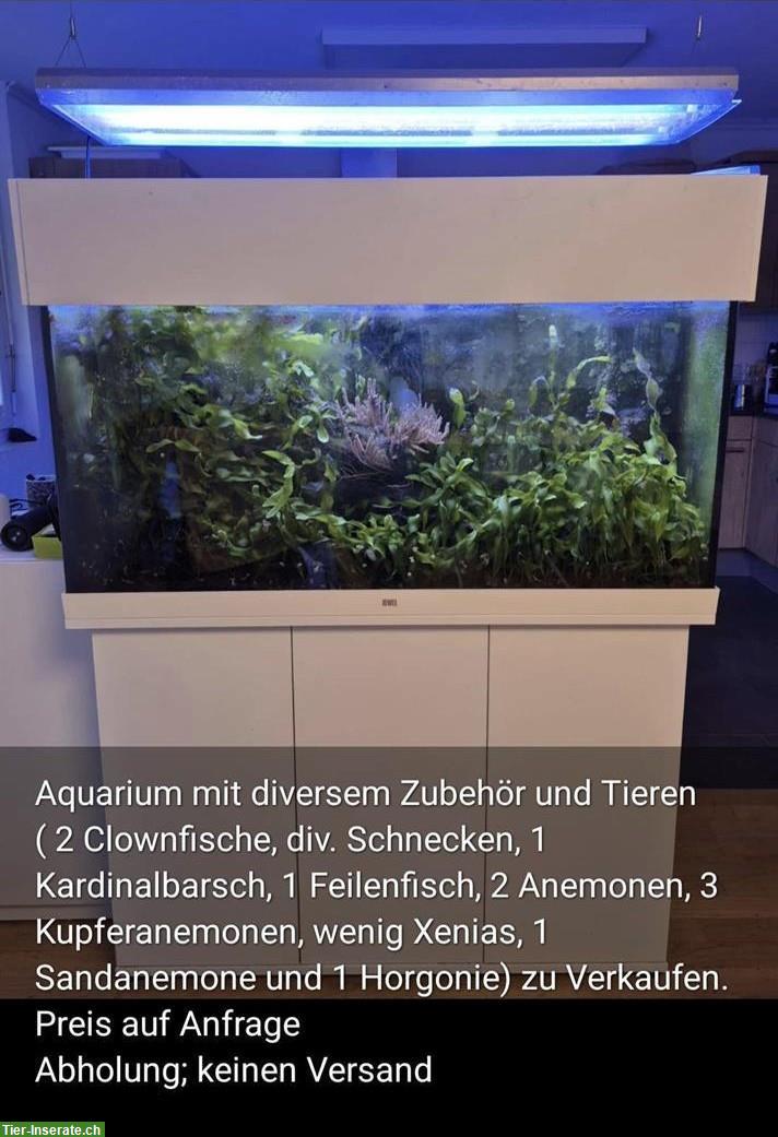 Aquarium mit Fischen und Zubehör zu verkaufen