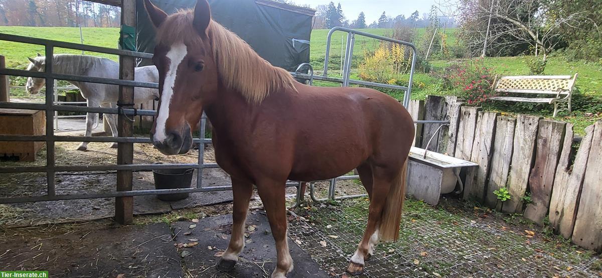 Reitbeteiligung mit Erfahrung für Freiberger, Aesch bei Neftenbach
