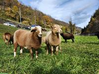 Junge Bio-Nolana Schafe zu verkaufen, ohne Schur