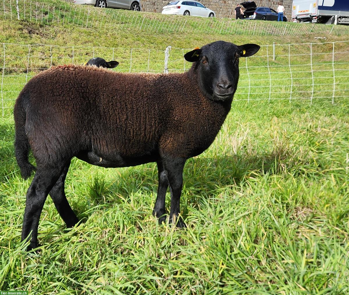 Bild 2: Junge Bio-Nolana Schafe zu verkaufen, ohne Schur