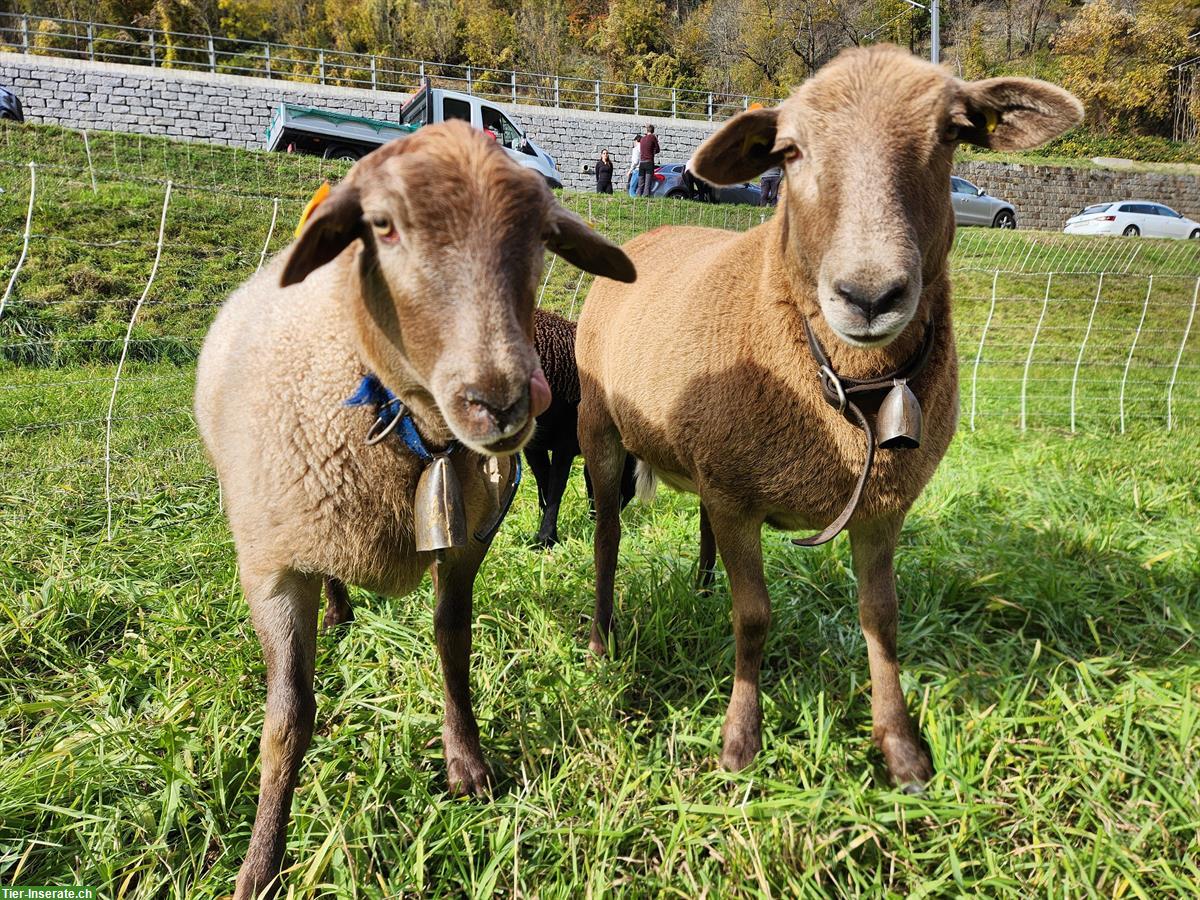 Bild 3: Junge Bio-Nolana Schafe zu verkaufen, ohne Schur