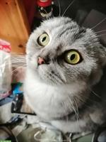 Scottish Fold Katze, anhängliche Kätzin sucht ruhiges Zuhause