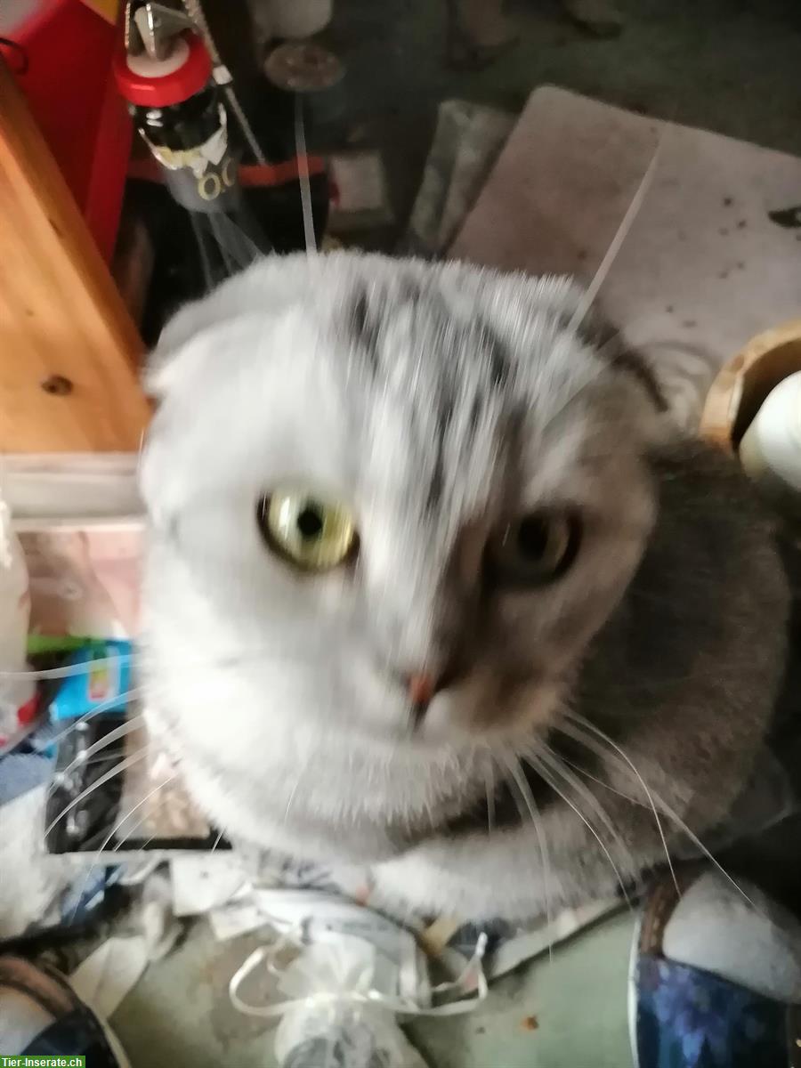 Bild 2: Scottish Fold Katze, anhängliche Kätzin sucht ruhiges Zuhause