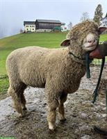Junger weisser Alpenschaf-Widder zu verkaufen