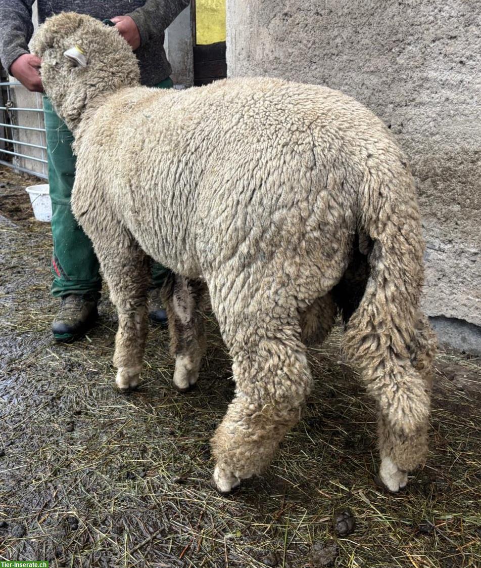 Bild 2: Junger weisser Alpenschaf-Widder zu verkaufen