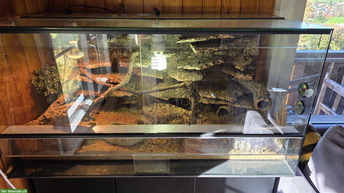 Leopardgecko mit Terrarium und Unterschrank (Komplettset)