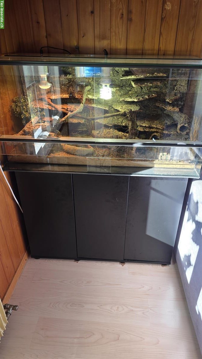 Bild 2: Leopardgecko mit Terrarium und Unterschrank (Komplettset)