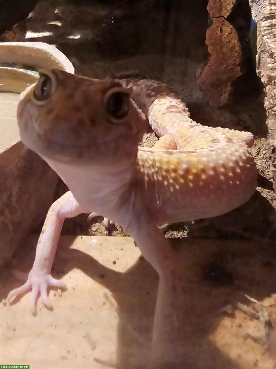 Bild 3: Leopardgecko mit Terrarium und Unterschrank (Komplettset)