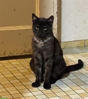 Kater smoke-schwarz sucht Freigang-Zuhause