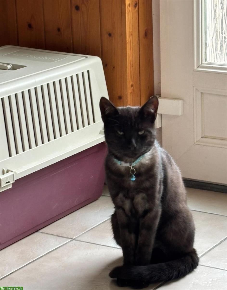 Bild 2: Kater smoke-schwarz sucht Freigang-Zuhause