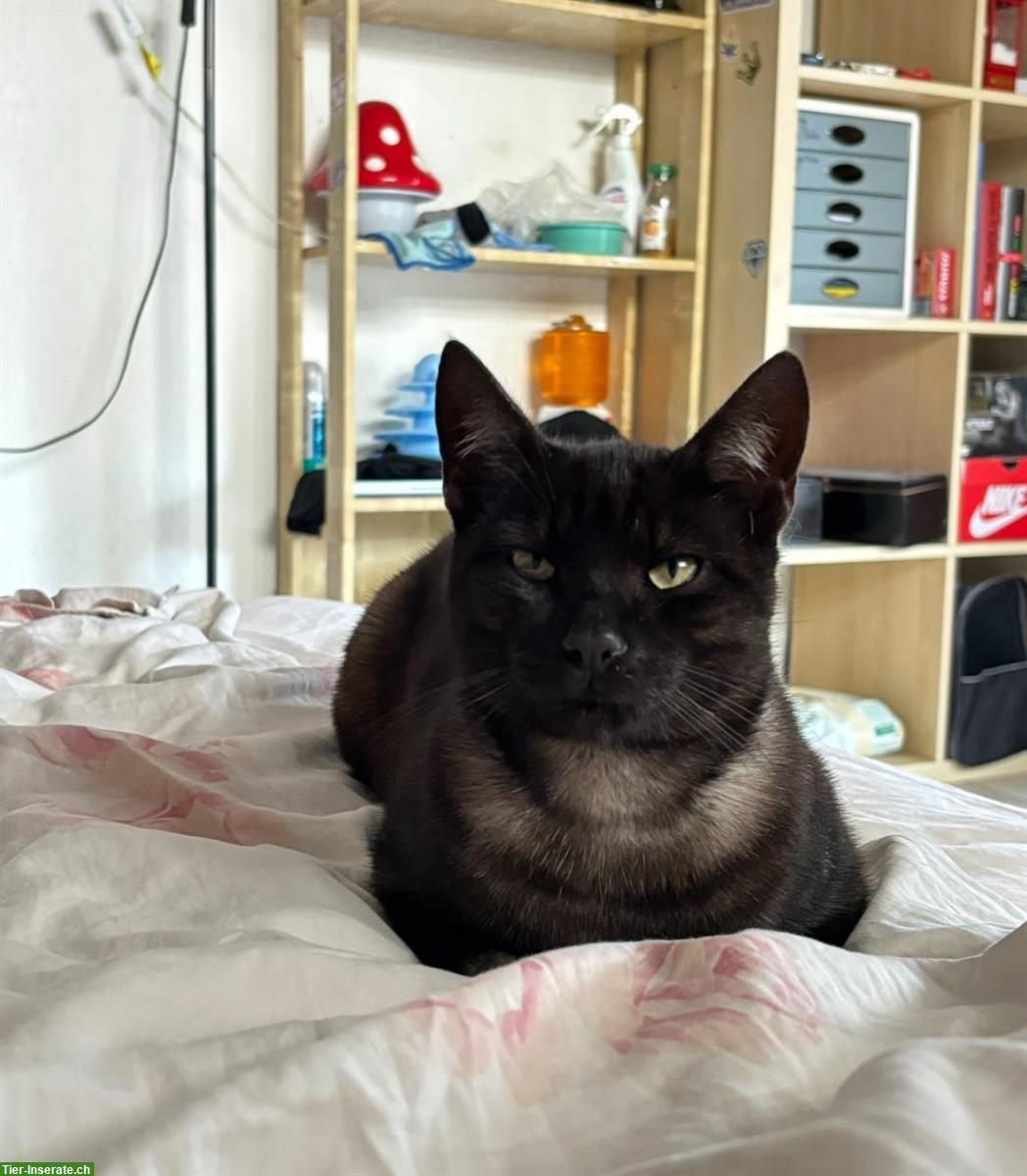 Bild 3: Kater smoke-schwarz sucht Freigang-Zuhause