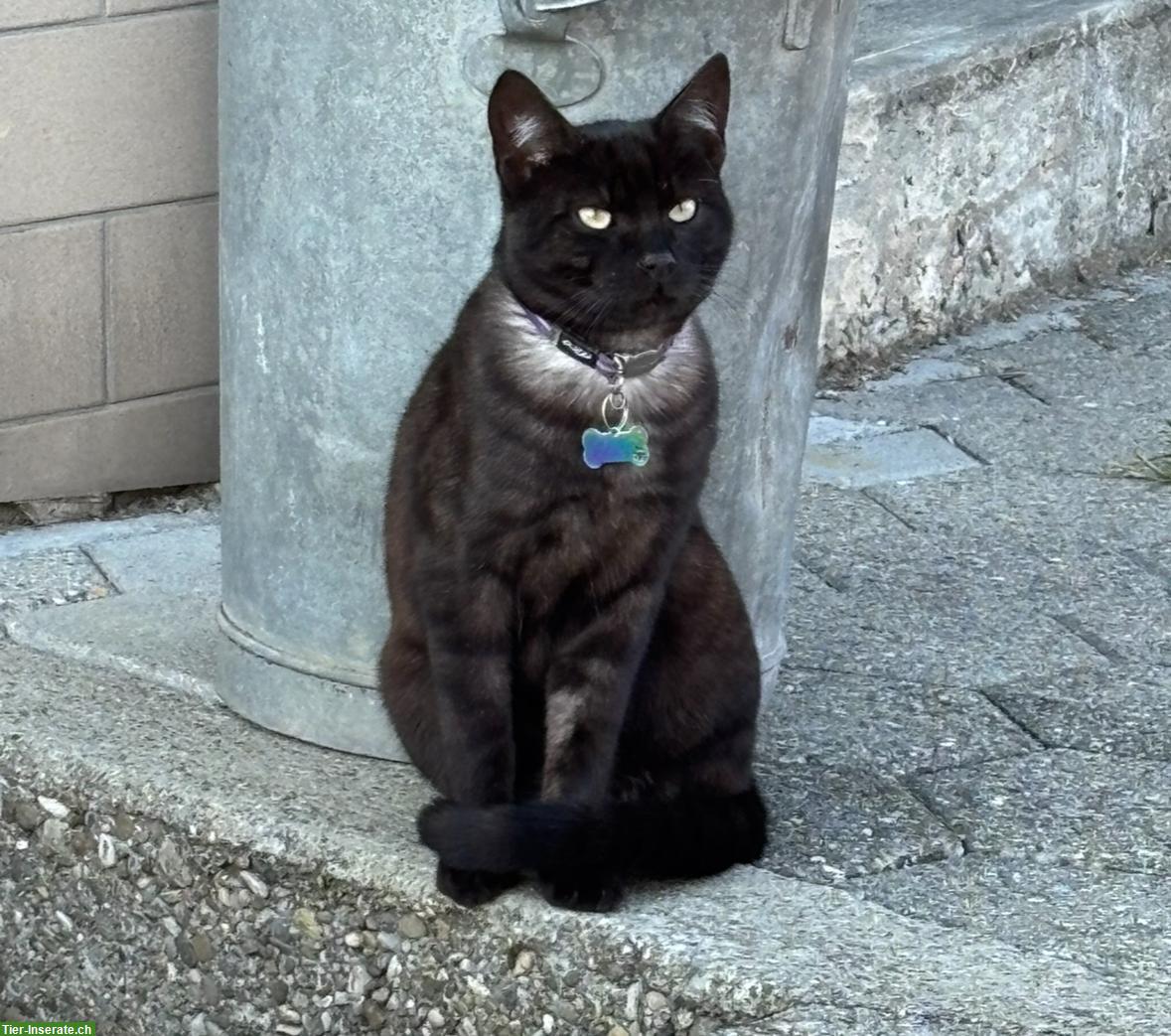 Bild 4: Kater smoke-schwarz sucht Freigang-Zuhause