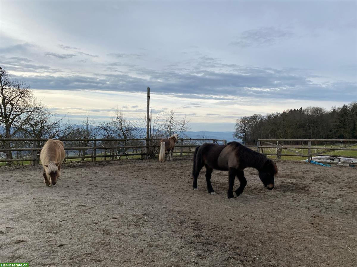 Offenstallplatz frei, Gruppenhaltung, Remetschwil AG