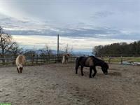 Offenstallplatz frei, Gruppenhaltung, Remetschwil AG