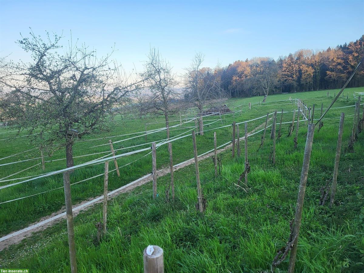 Bild 2: Offenstallplatz frei, Gruppenhaltung, Remetschwil AG