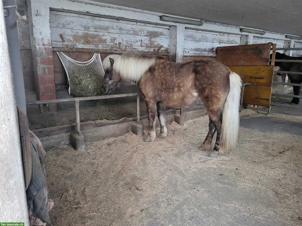 Bild 4: Offenstallplatz frei, Gruppenhaltung, Remetschwil AG
