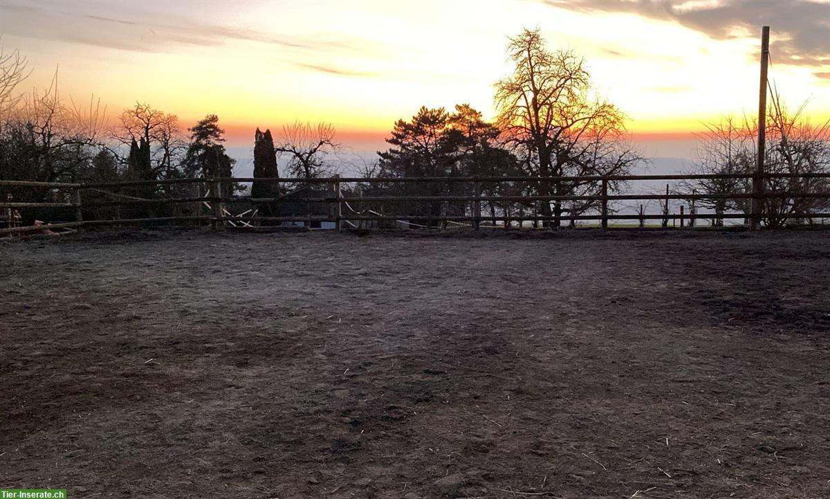 Bild 5: Offenstallplatz frei, Gruppenhaltung, Remetschwil AG