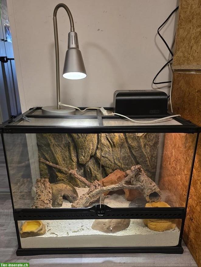 Junger Leopardgecko mit Terrarium (Komplettset)