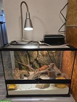 Junger Leopardgecko mit Terrarium (Komplettset)