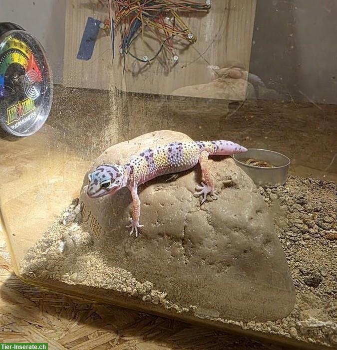 Bild 2: Junger Leopardgecko mit Terrarium (Komplettset)