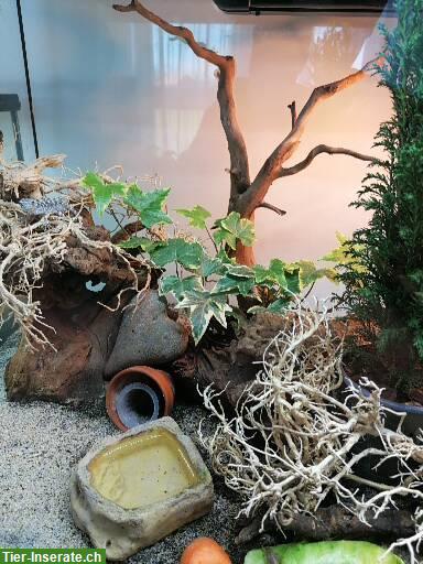 1.1 Querstreifen Taggeckos gesucht