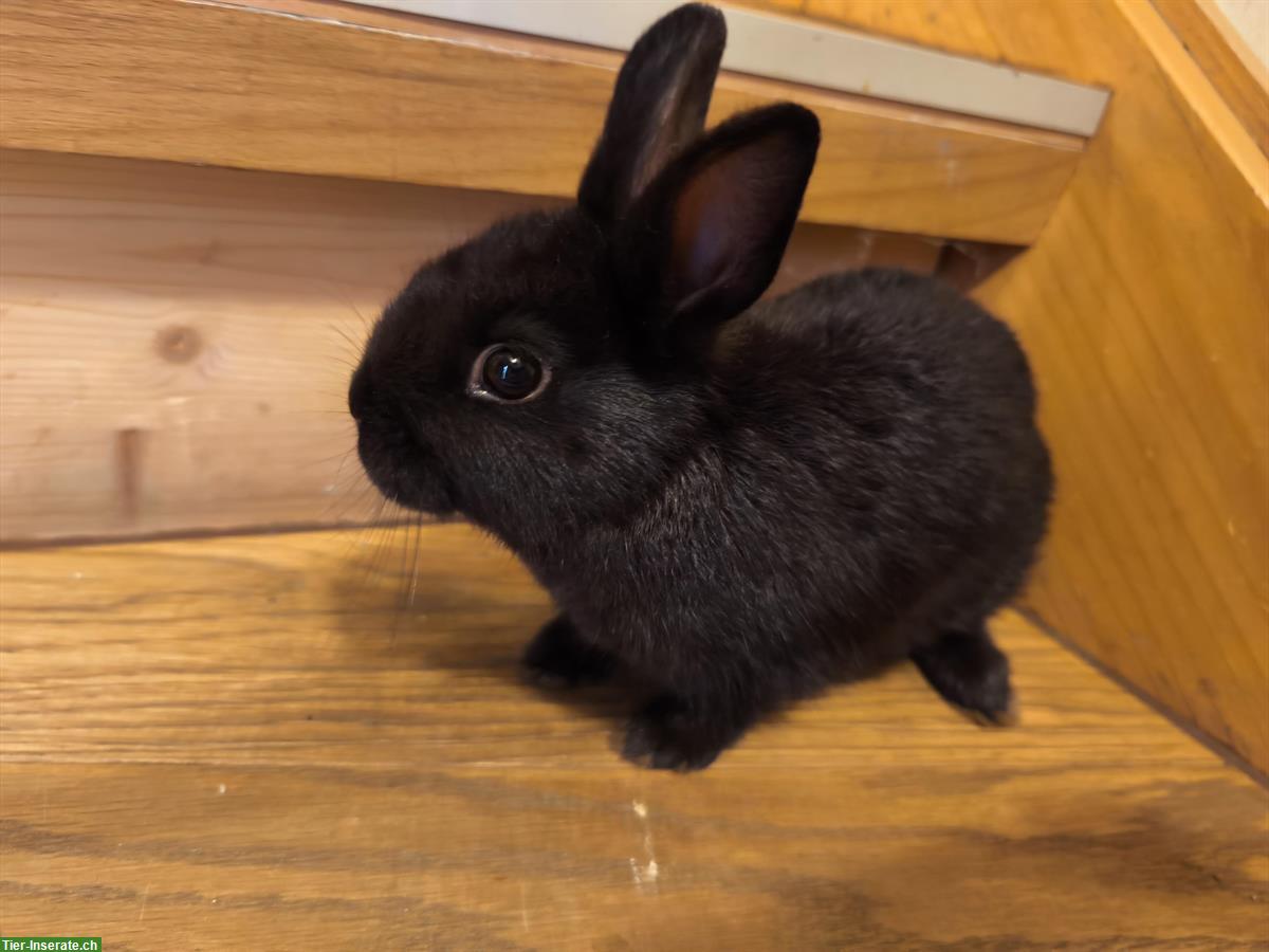 Junge Farbenzwerge (schwarz) zu verkaufen