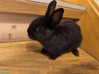 Junge Farbenzwerge (schwarz) zu verkaufen