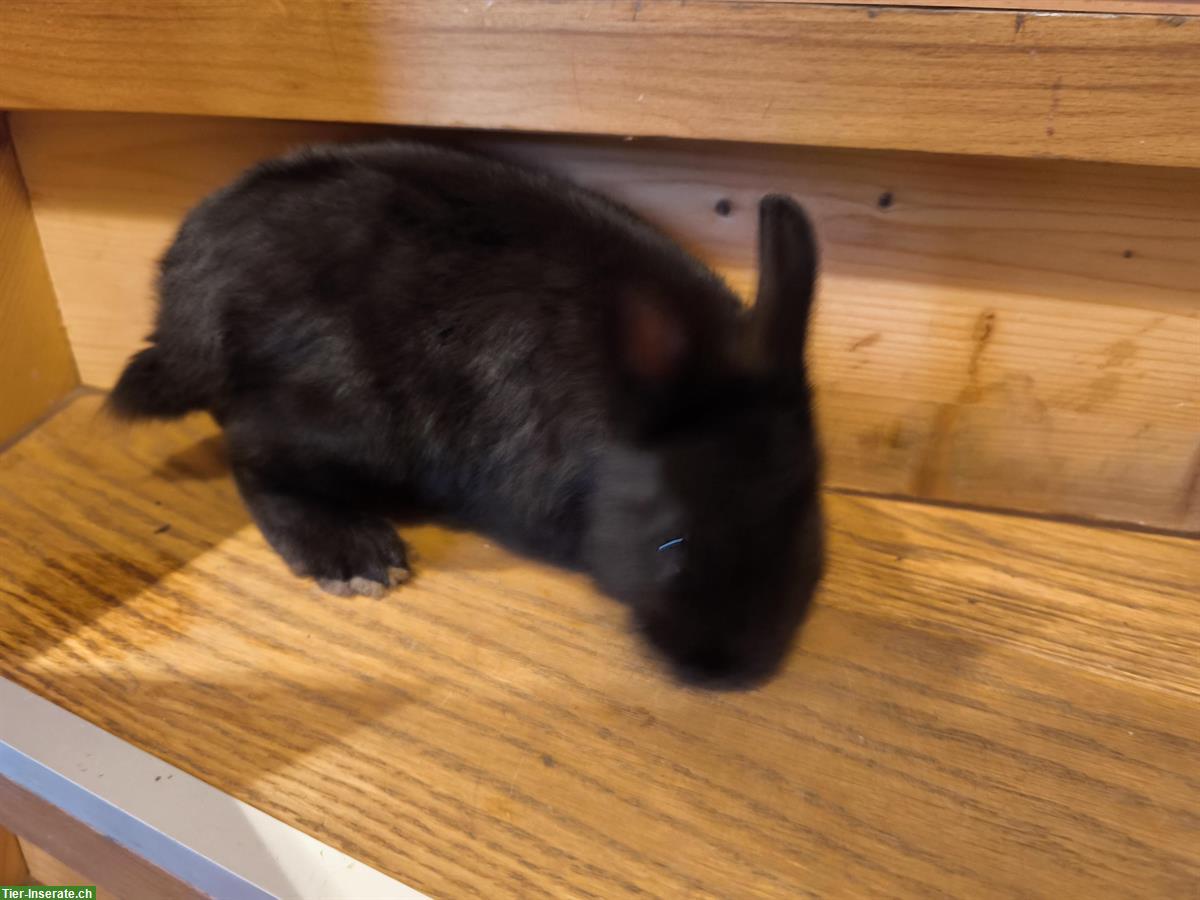 Bild 2: Junge Farbenzwerge (schwarz) zu verkaufen