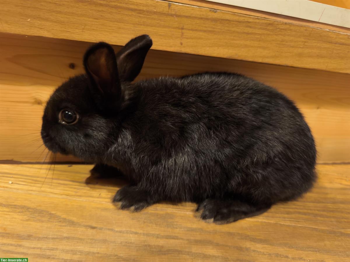 Bild 3: Junge Farbenzwerge (schwarz) zu verkaufen