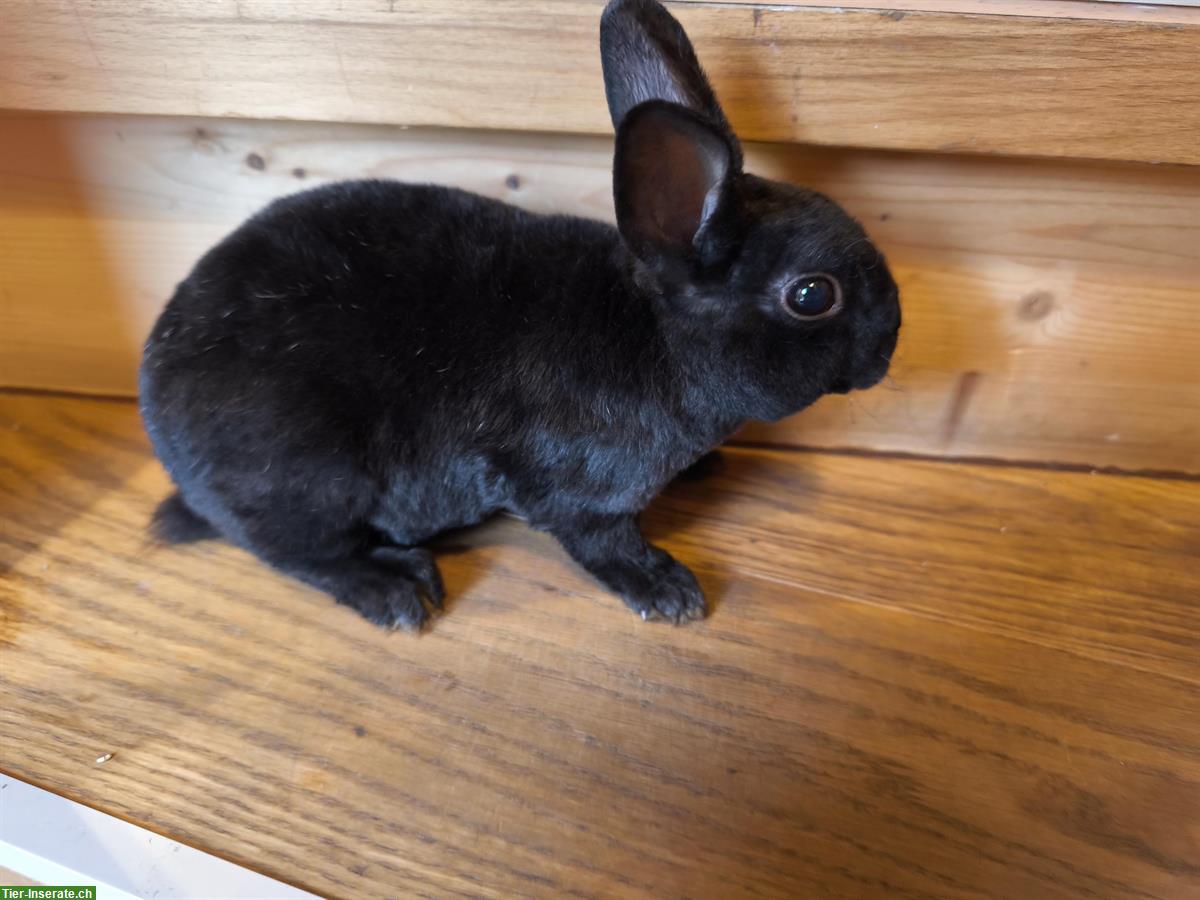 Bild 4: Junge Farbenzwerge (schwarz) zu verkaufen