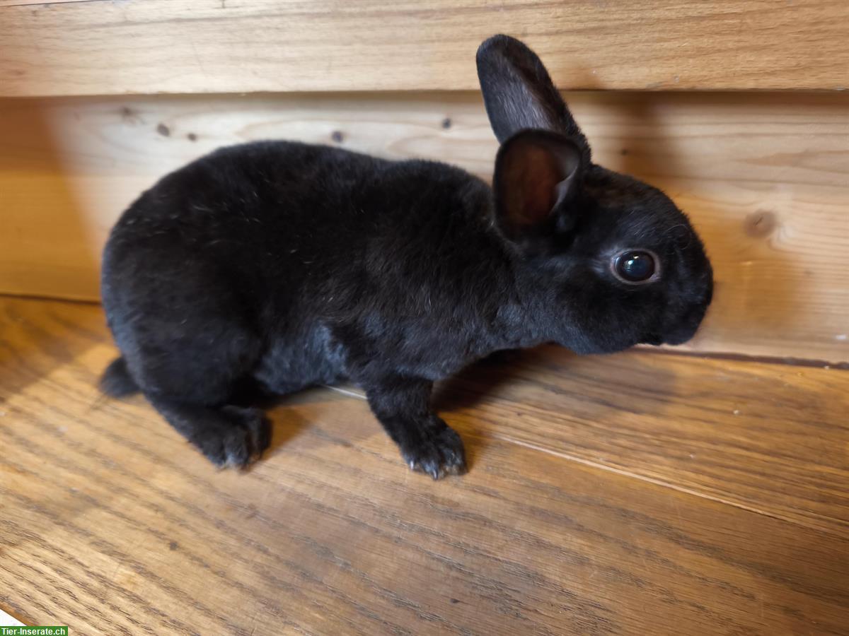 Bild 5: Junge Farbenzwerge (schwarz) zu verkaufen