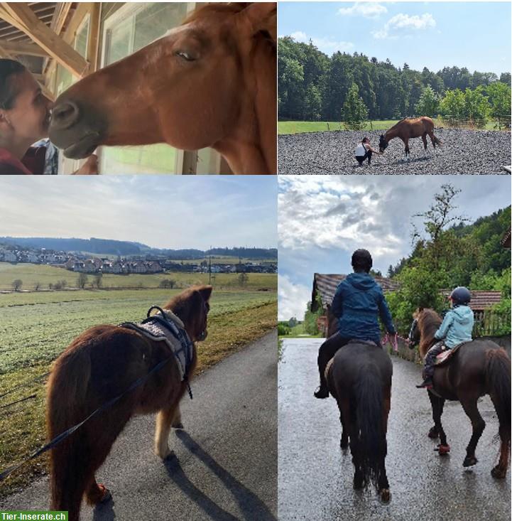 Pferdebetreuung: Urlaubsvertretung/Entlastung in Zürich