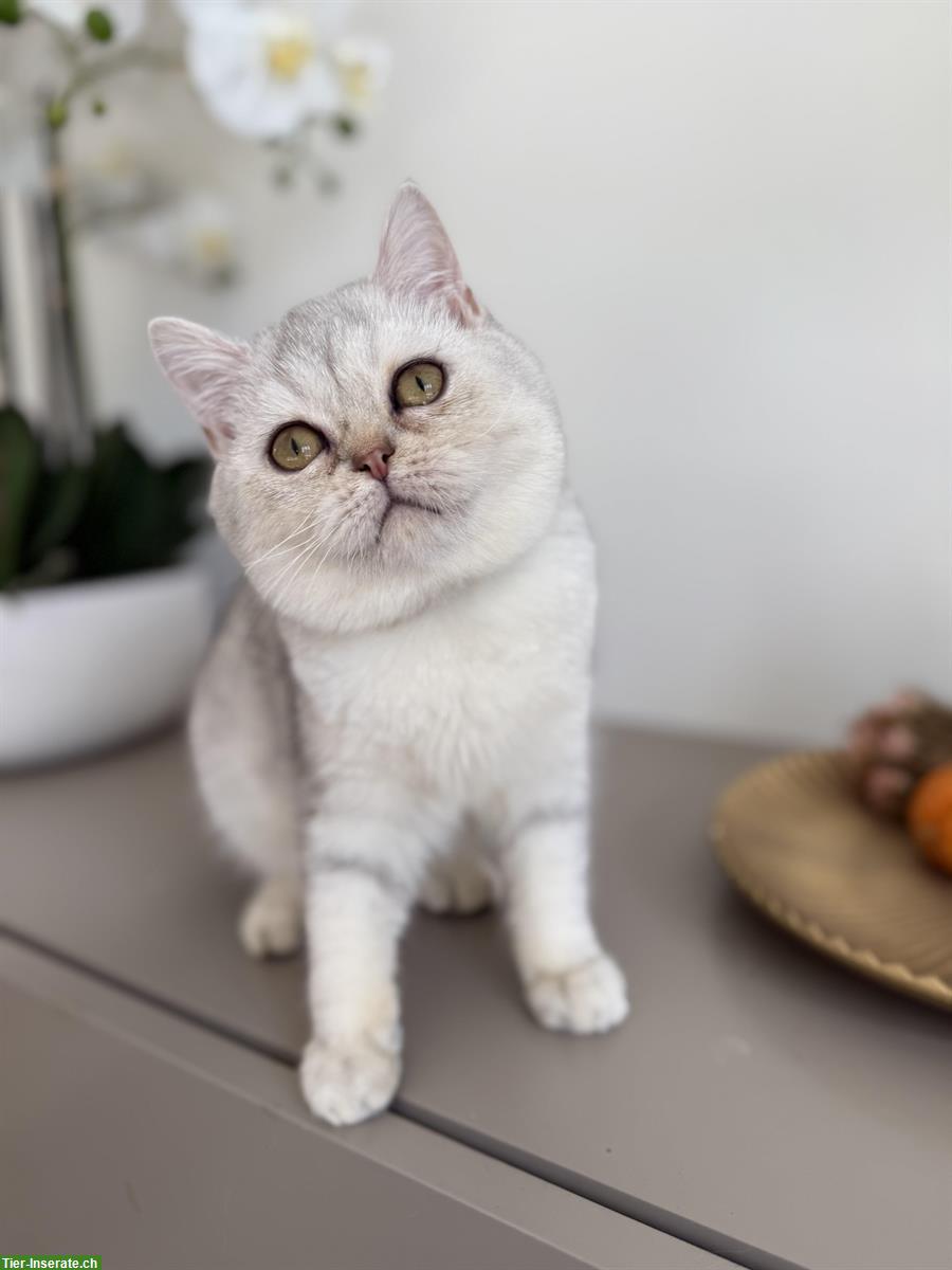 BKH Kätzchen, Kater, Silver Shaded