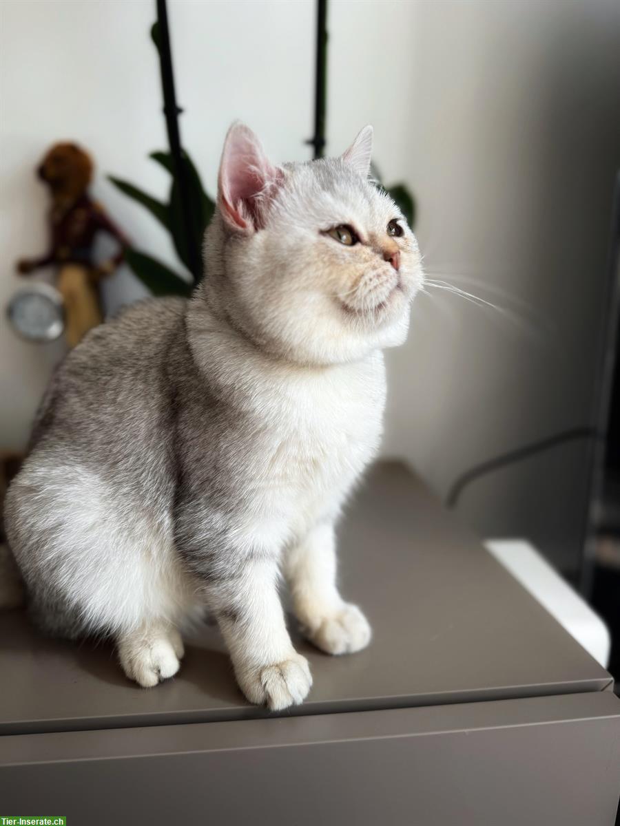 Bild 2: BKH Kätzchen, Kater, Silver Shaded