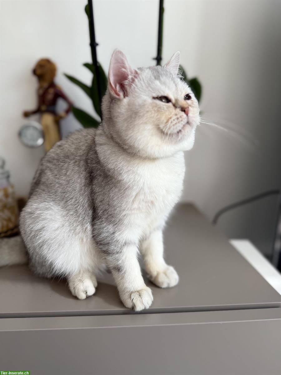 Bild 3: BKH Kätzchen, Kater, Silver Shaded
