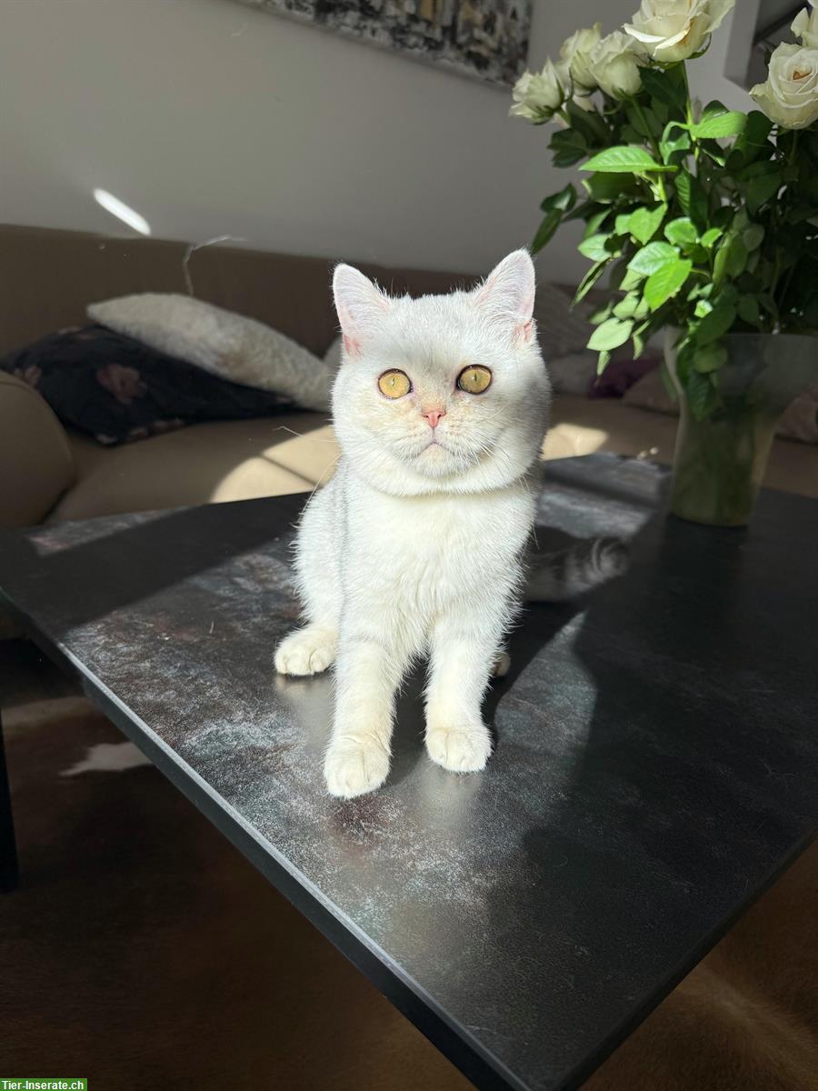 Bild 4: BKH Kätzchen, Kater, Silver Shaded