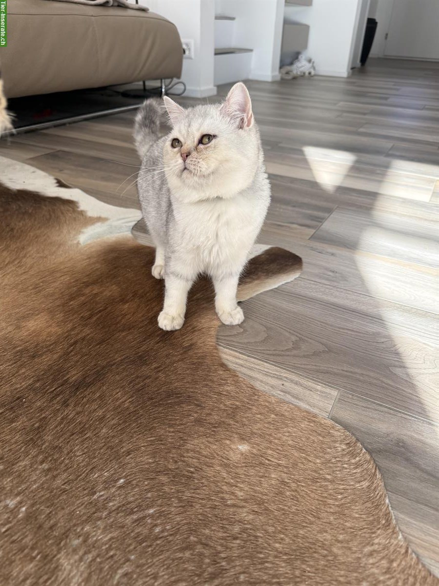 Bild 5: BKH Kätzchen, Kater, Silver Shaded