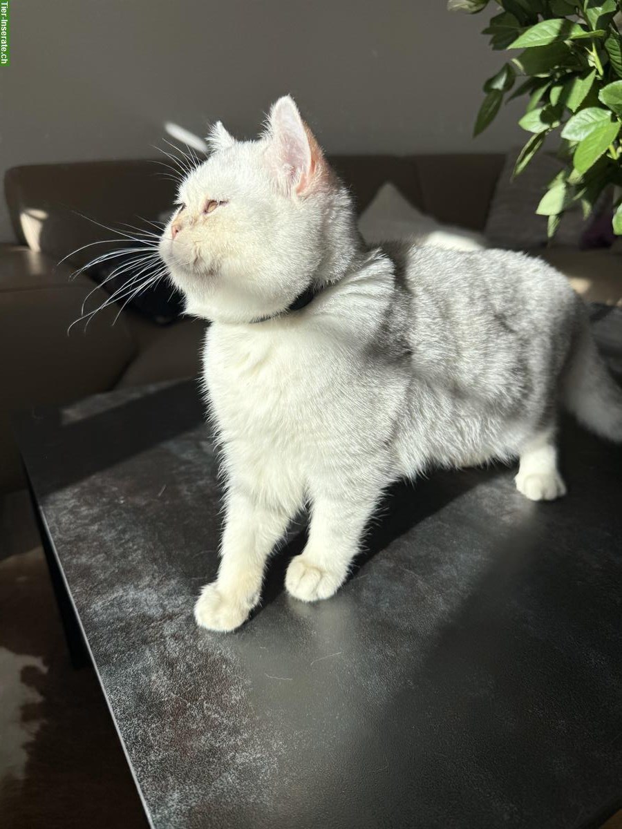 Bild 6: BKH Kätzchen, Kater, Silver Shaded