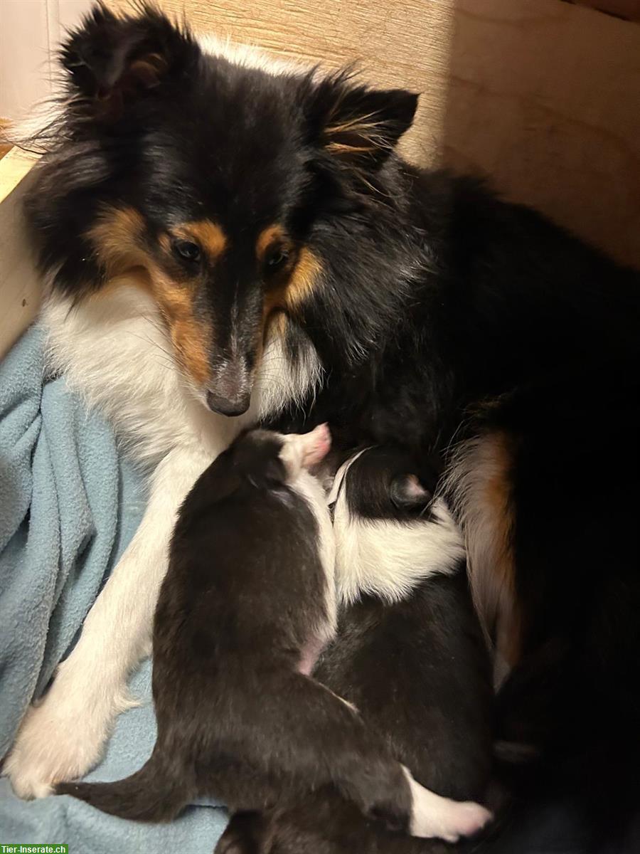 Sheltie Welpen, Tricolor, familienfreundlich
