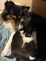 Sheltie Welpen, Tricolor, familienfreundlich