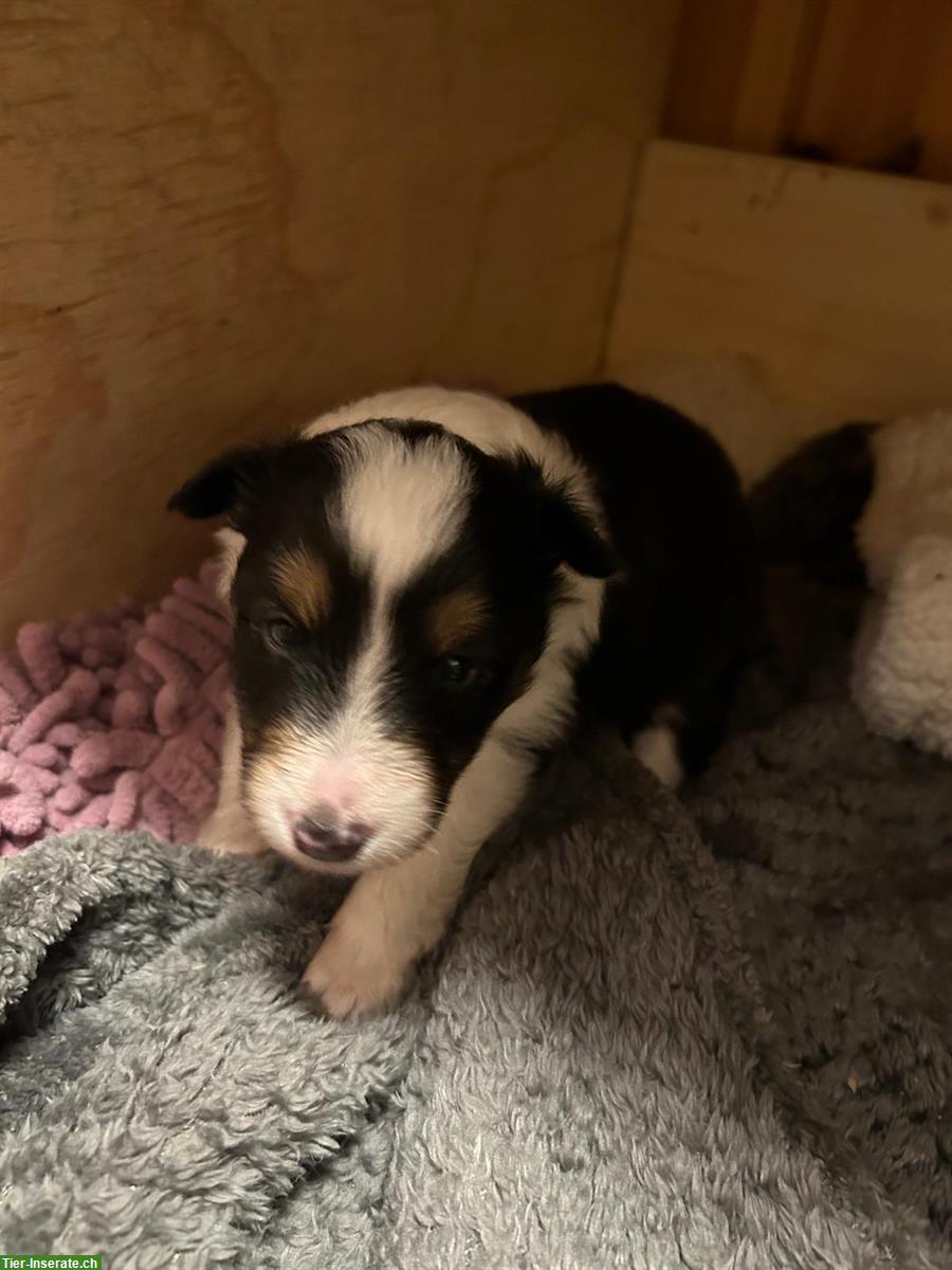 Bild 2: Sheltie Welpen, Tricolor, familienfreundlich