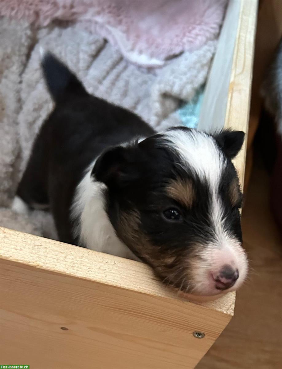 Bild 3: Sheltie Welpen, Tricolor, familienfreundlich