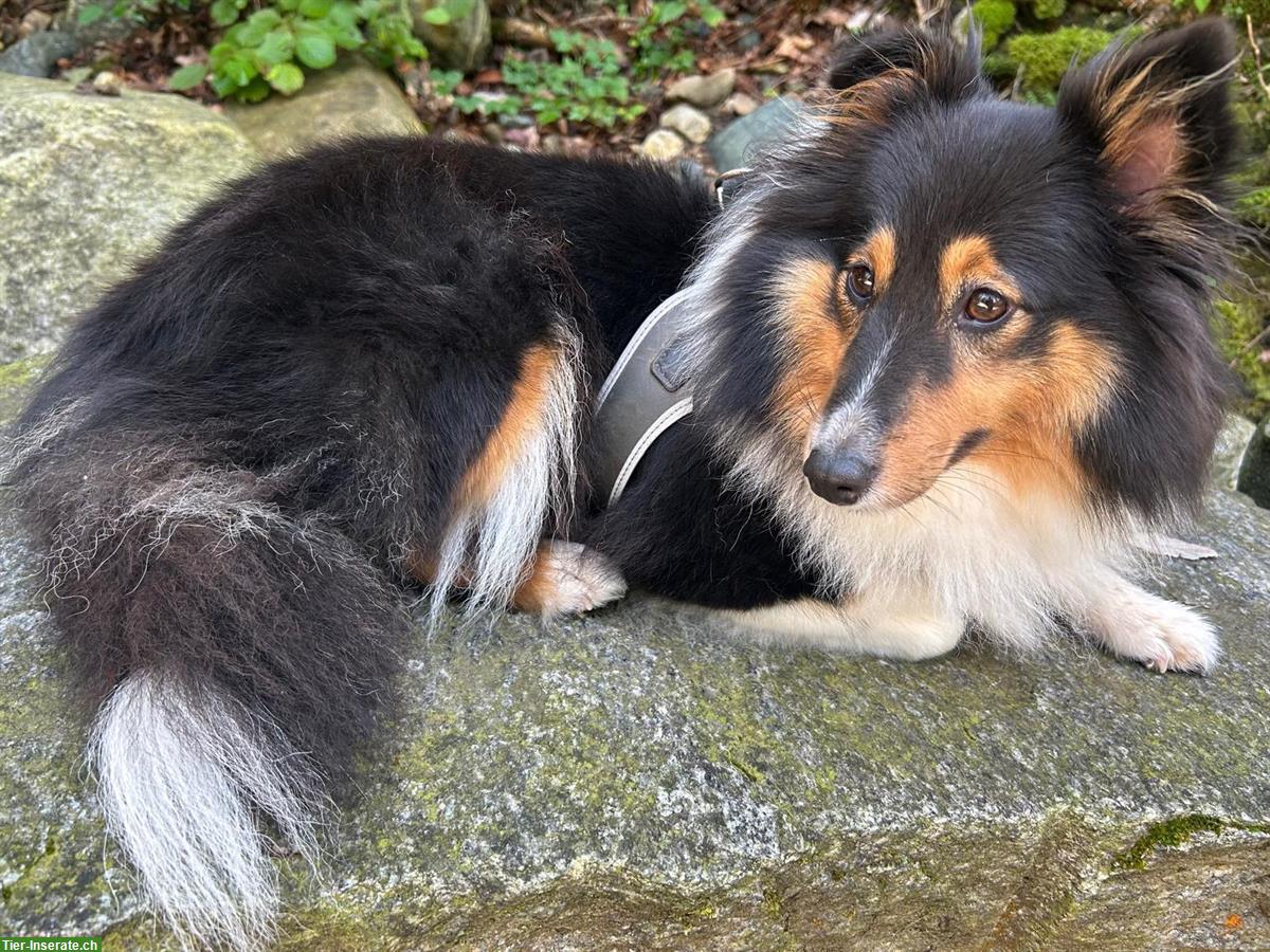Bild 4: Sheltie Welpen, Tricolor, familienfreundlich